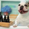Variety Pack - Premium Grooming Spray